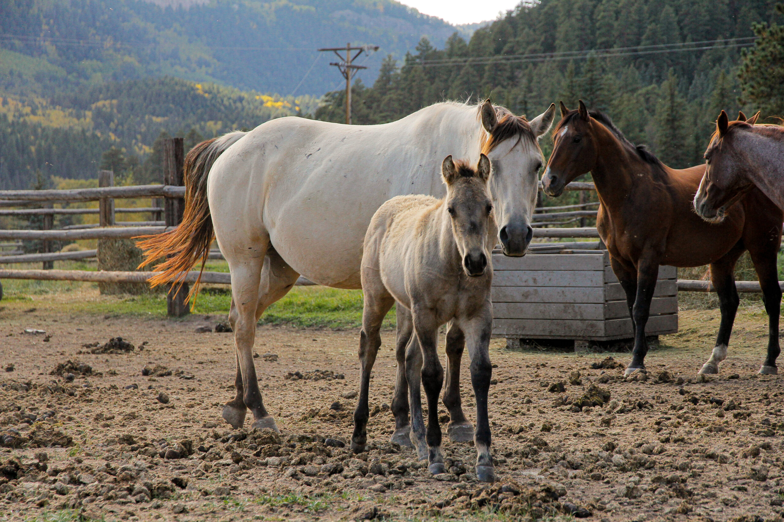 Niveau galop 4 🐴🐴🐴🐴 Procéder - Le FG Ranch par L. G photos